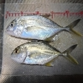 釣り魚料理 メッキのお造り レシピ 作り方 By 釣りシン 楽天レシピ 釣り魚料理 メッキのお造り レシピ 作り方 By 釣りシン 楽天レシピ